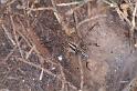 Agelena_canariensis_D3258_Z_89_Valle Gran Rey_Spanje